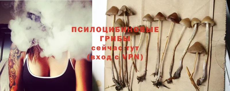 Псилоцибиновые грибы Psilocybe  Ангарск 